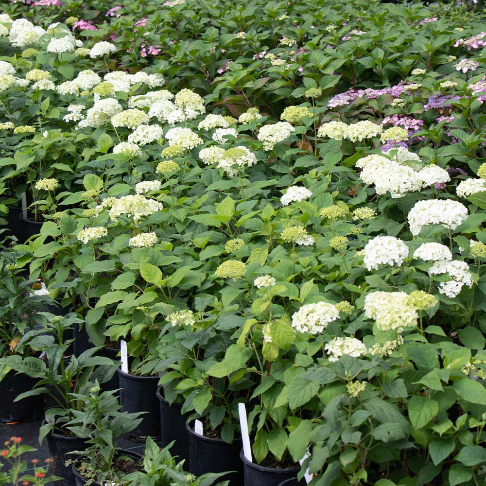 Annabelle Hydrangea Shrub 5 Annabelle Hydrangea Shrub
