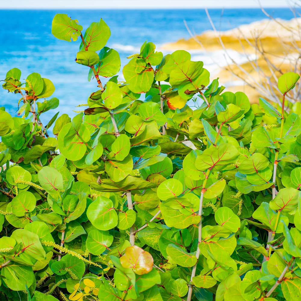 Sea Grape Bush 3 Sea Grape Bush
