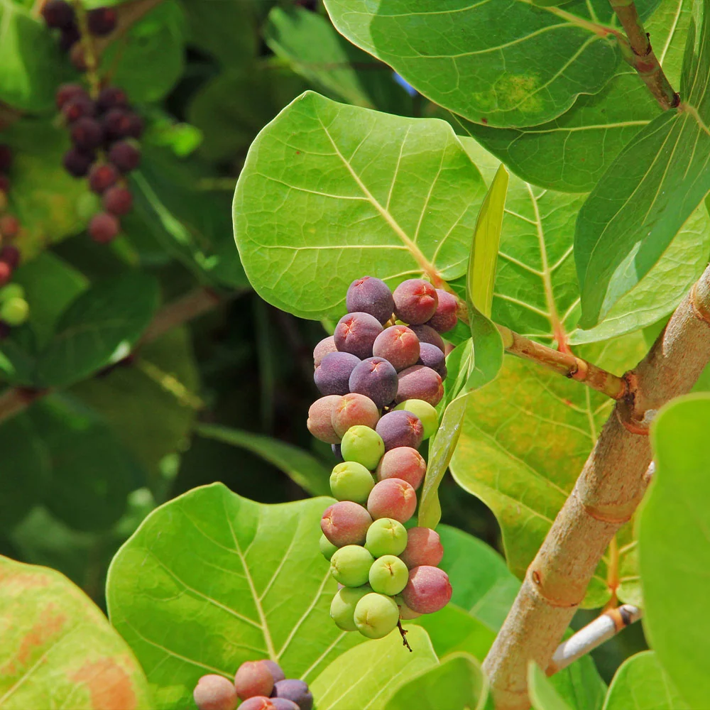 Sea Grape Bush 4 Sea Grape Bush