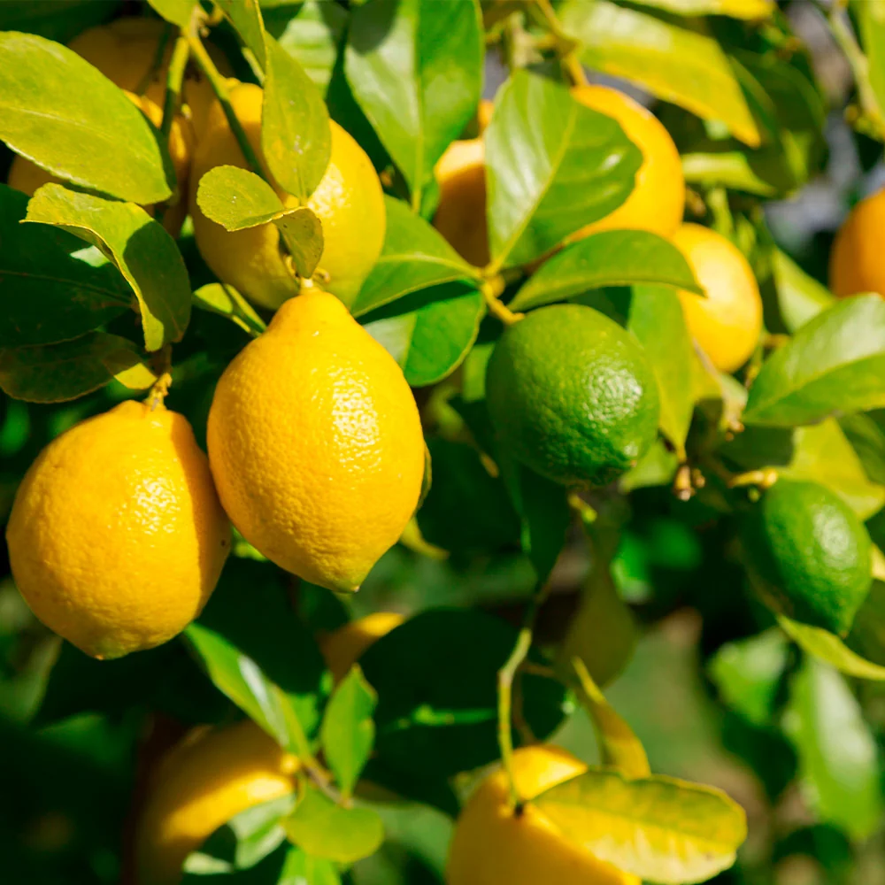 Lemon-Lime Citrus Bush 2 Lemon-Lime Citrus Bush