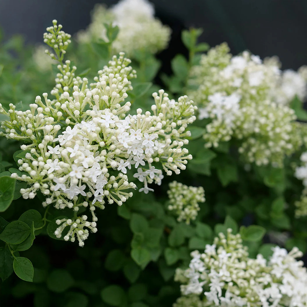 Proven Winners® Bloomerang® Showmound™ Lilac Bush 2 Proven Winners® Bloomerang® Showmound™ Lilac Bush