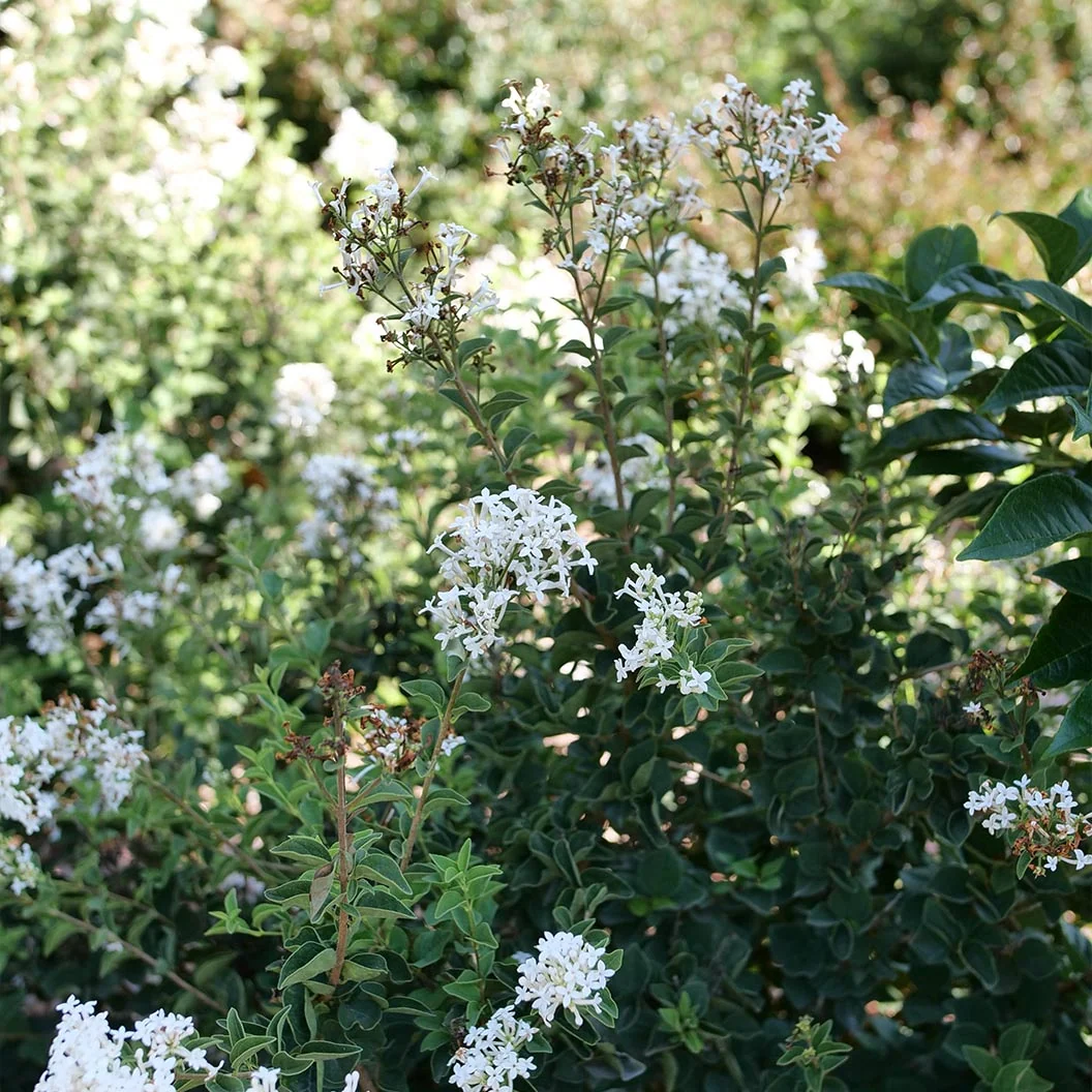 Proven Winners® Bloomerang® Showmound™ Lilac Bush 3 Proven Winners® Bloomerang® Showmound™ Lilac Bush