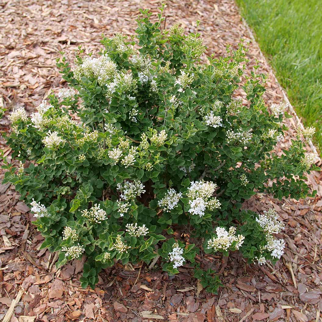 Proven Winners® Bloomerang® Showmound™ Lilac Bush 4 Proven Winners® Bloomerang® Showmound™ Lilac Bush