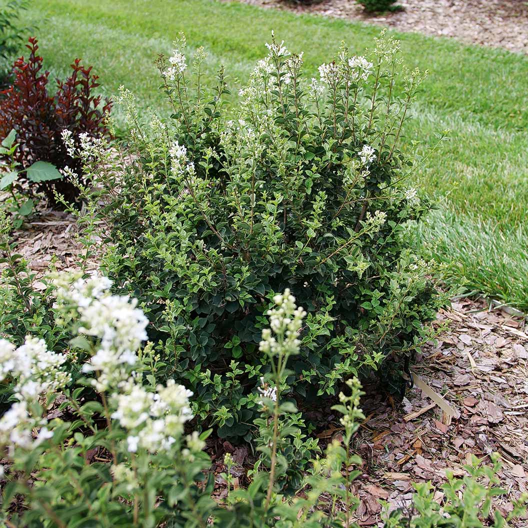 Proven Winners® Bloomerang® Showmound™ Lilac Bush 5 Proven Winners® Bloomerang® Showmound™ Lilac Bush