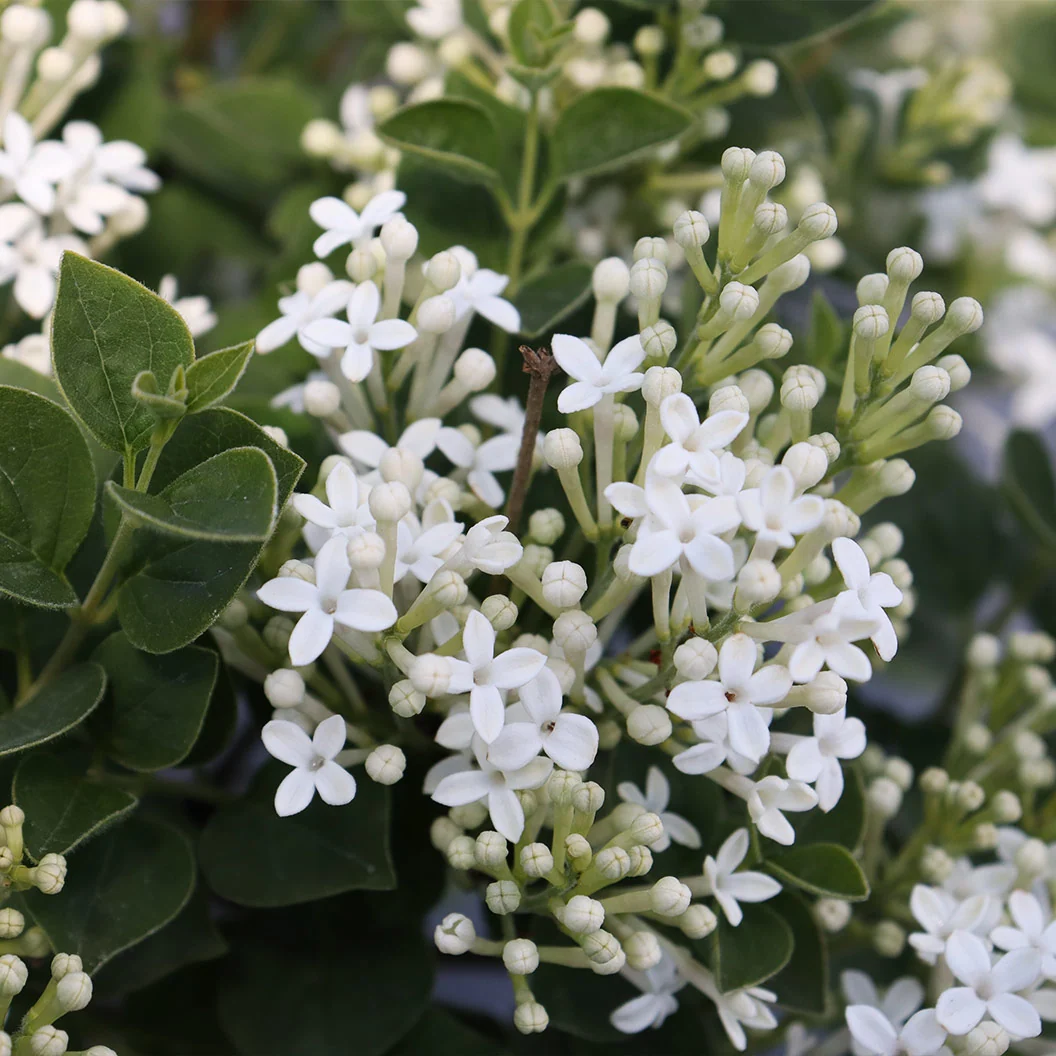 Proven Winners® Bloomerang® Showmound™ Lilac Bush 6 Proven Winners® Bloomerang® Showmound™ Lilac Bush