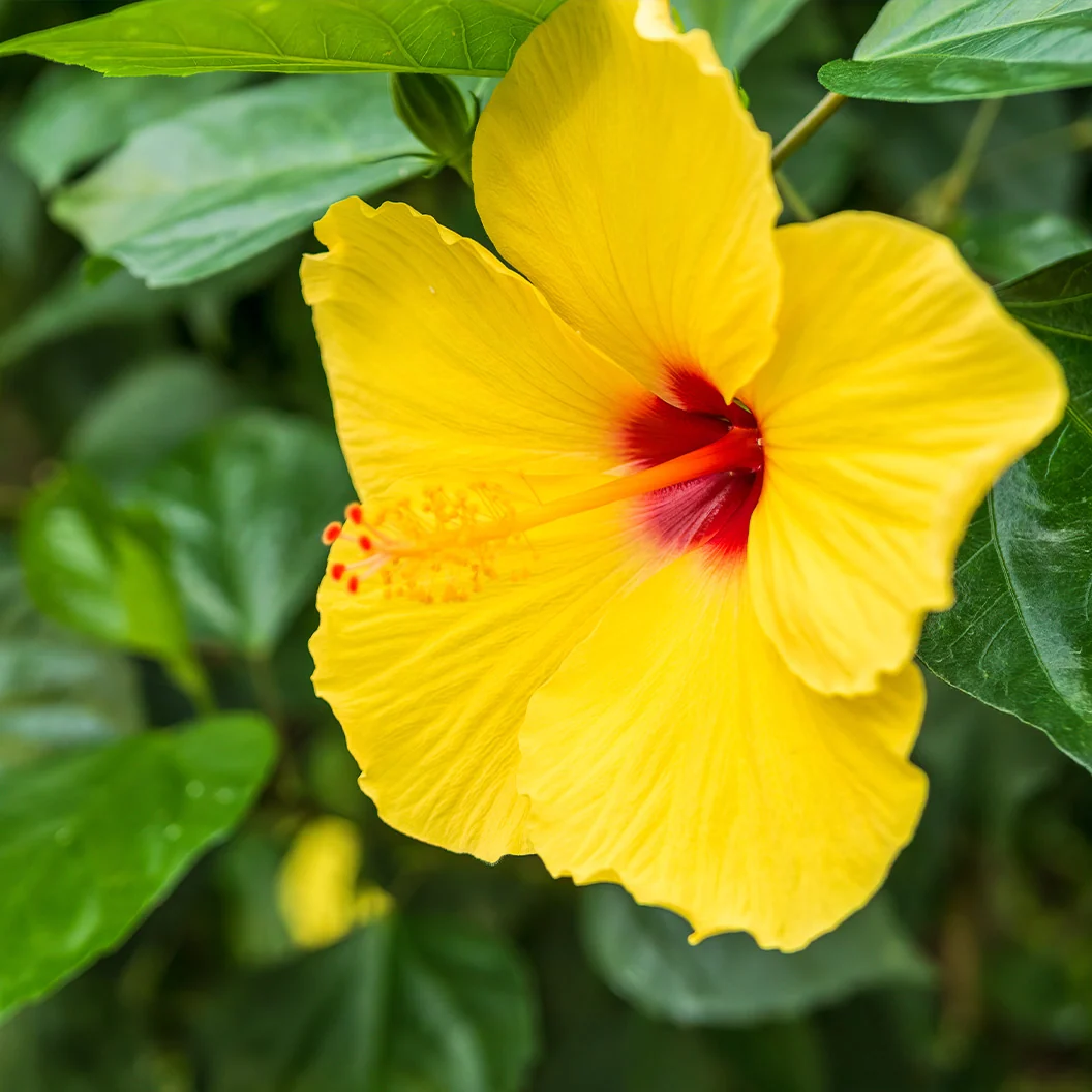 Tequila Yellow Hibiscus Bush 1 Tequila Yellow Hibiscus Bush