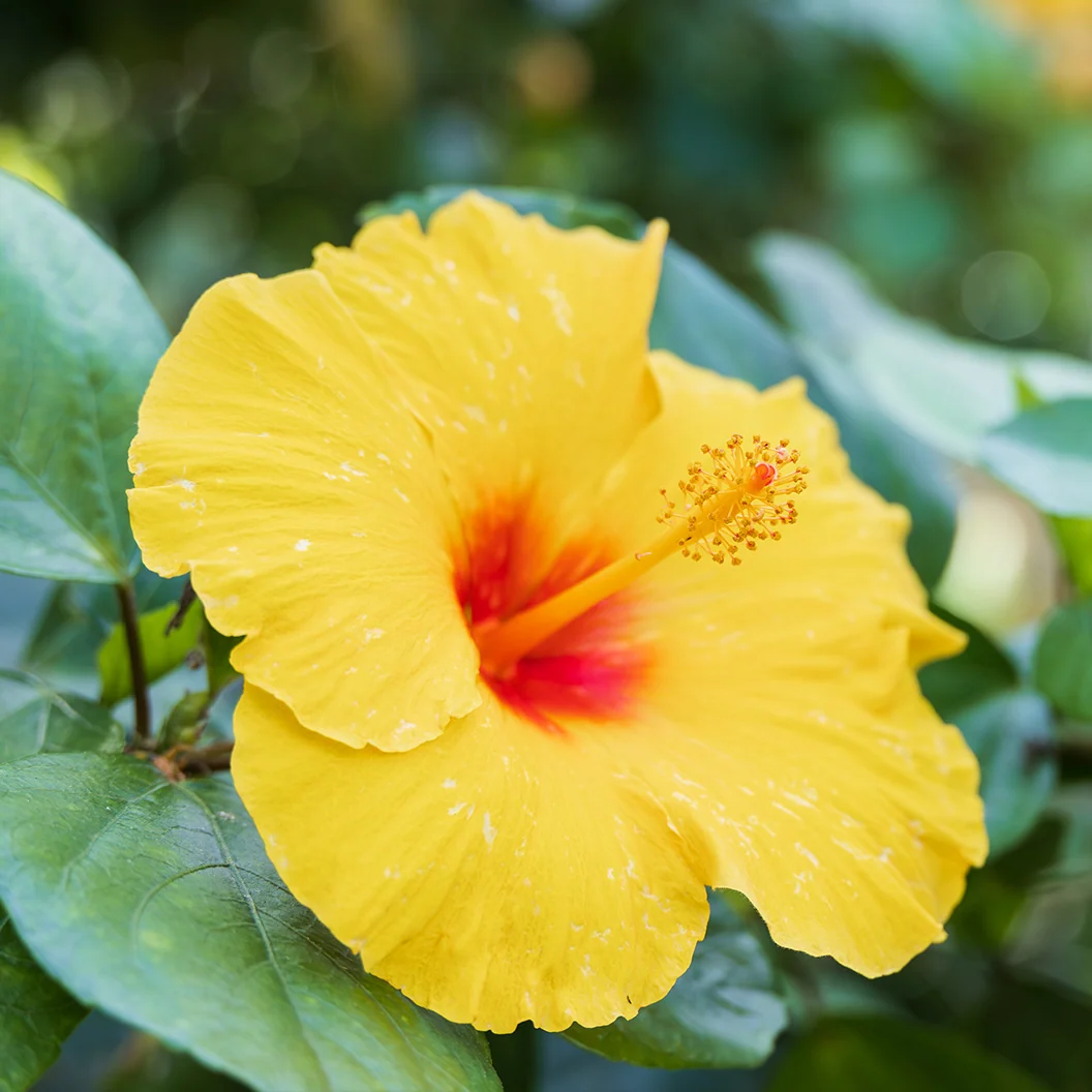 Tequila Yellow Hibiscus Bush 3 Tequila Yellow Hibiscus Bush