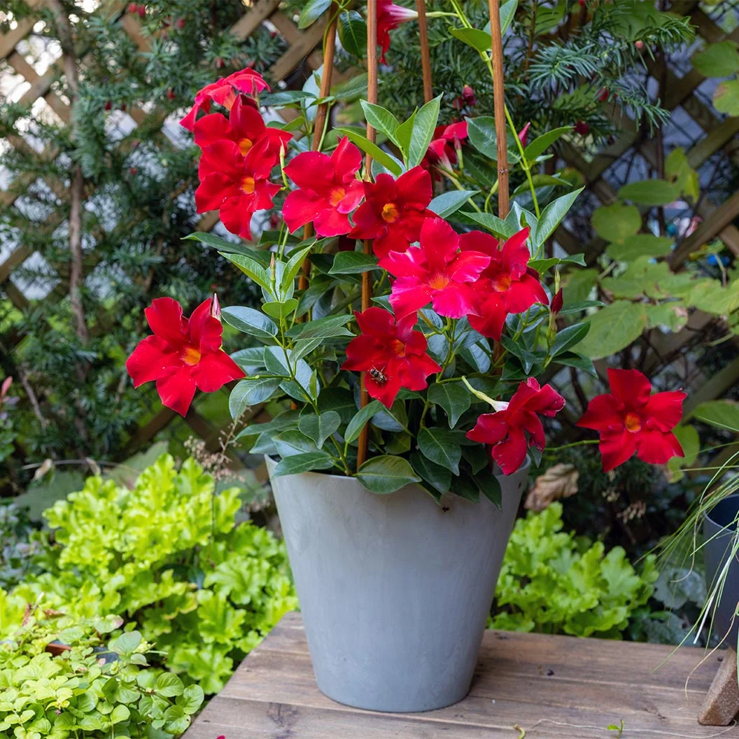 Red Crimson Diplodenia Bush 1 Red Crimson Diplodenia Bush