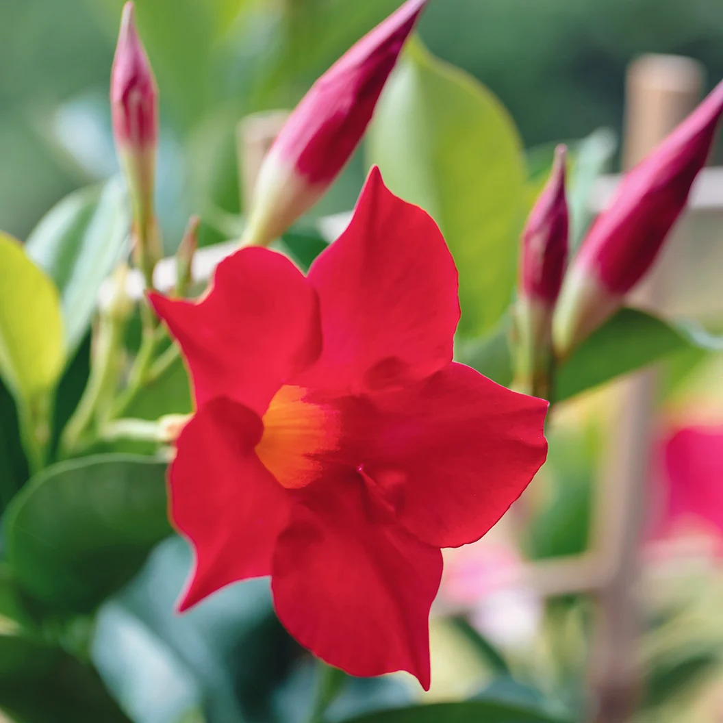 Red Crimson Diplodenia Bush 3 Red Crimson Diplodenia Bush