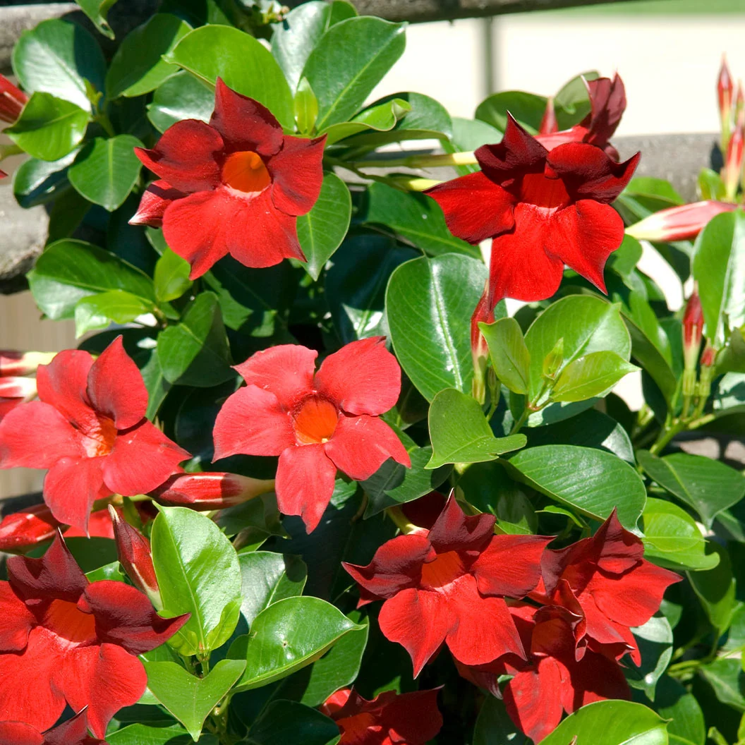 Red Crimson Diplodenia Bush 4 Red Crimson Diplodenia Bush