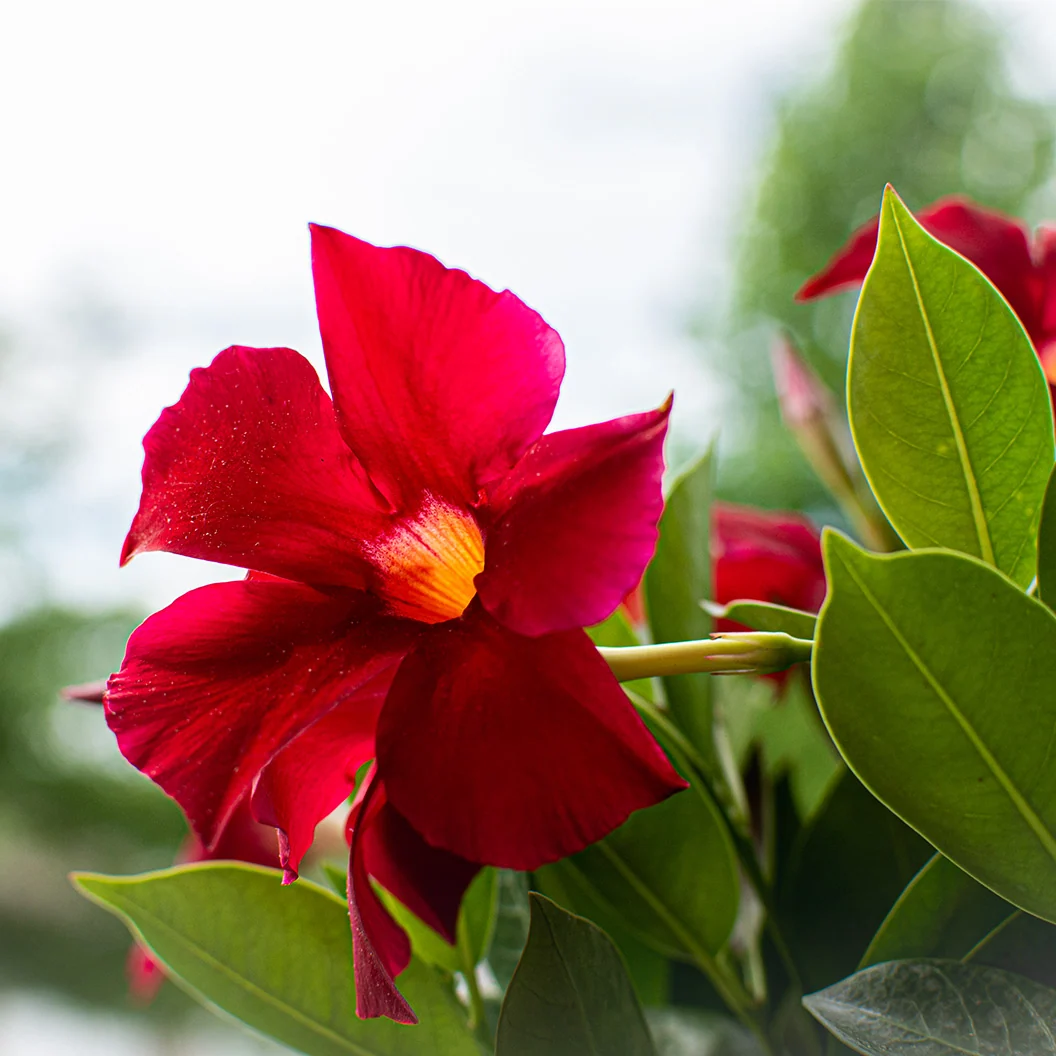 Red Crimson Diplodenia Bush 5 Red Crimson Diplodenia Bush
