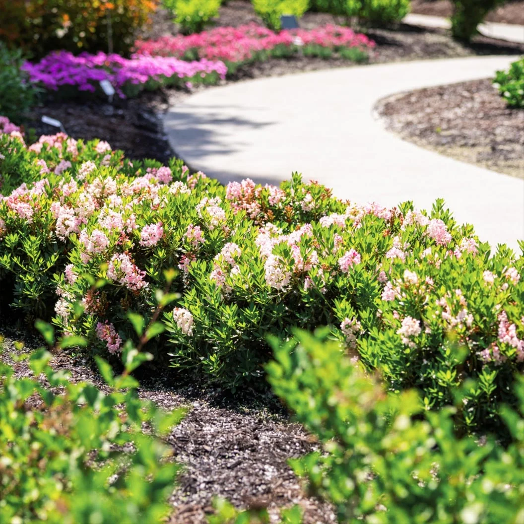 Bloomin’ Easy® Bloombux® Blush Rhododendron Bush 1 Bloomin’ Easy® Bloombux® Blush Rhododendron Bush