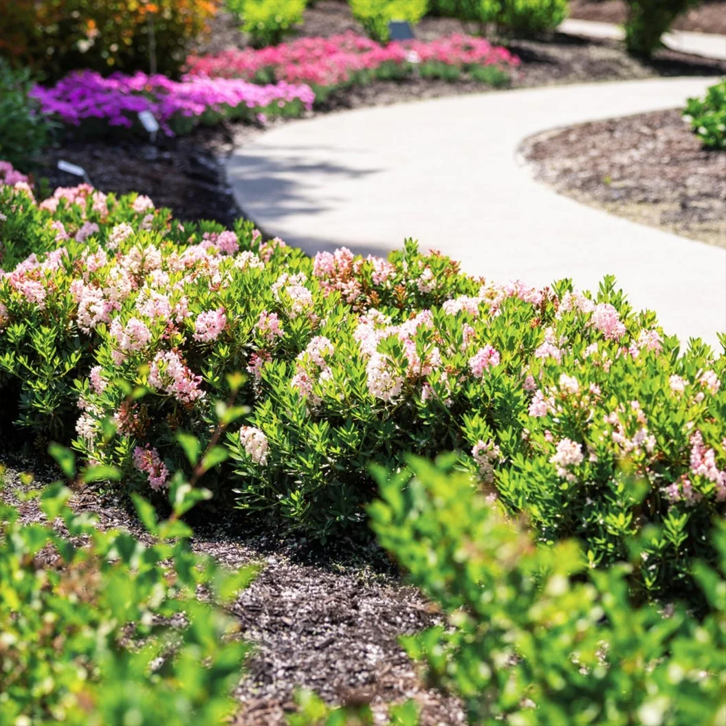 Bloomin’ Easy® Bloombux® Blush Rhododendron Bush 2 Bloomin’ Easy® Bloombux® Blush Rhododendron Bush
