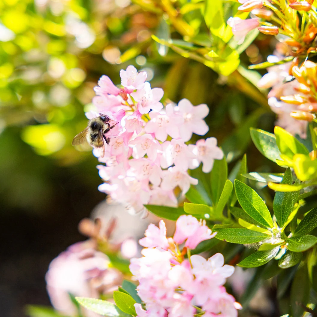 Bloomin’ Easy® Bloombux® Blush Rhododendron Bush 3 Bloomin’ Easy® Bloombux® Blush Rhododendron Bush