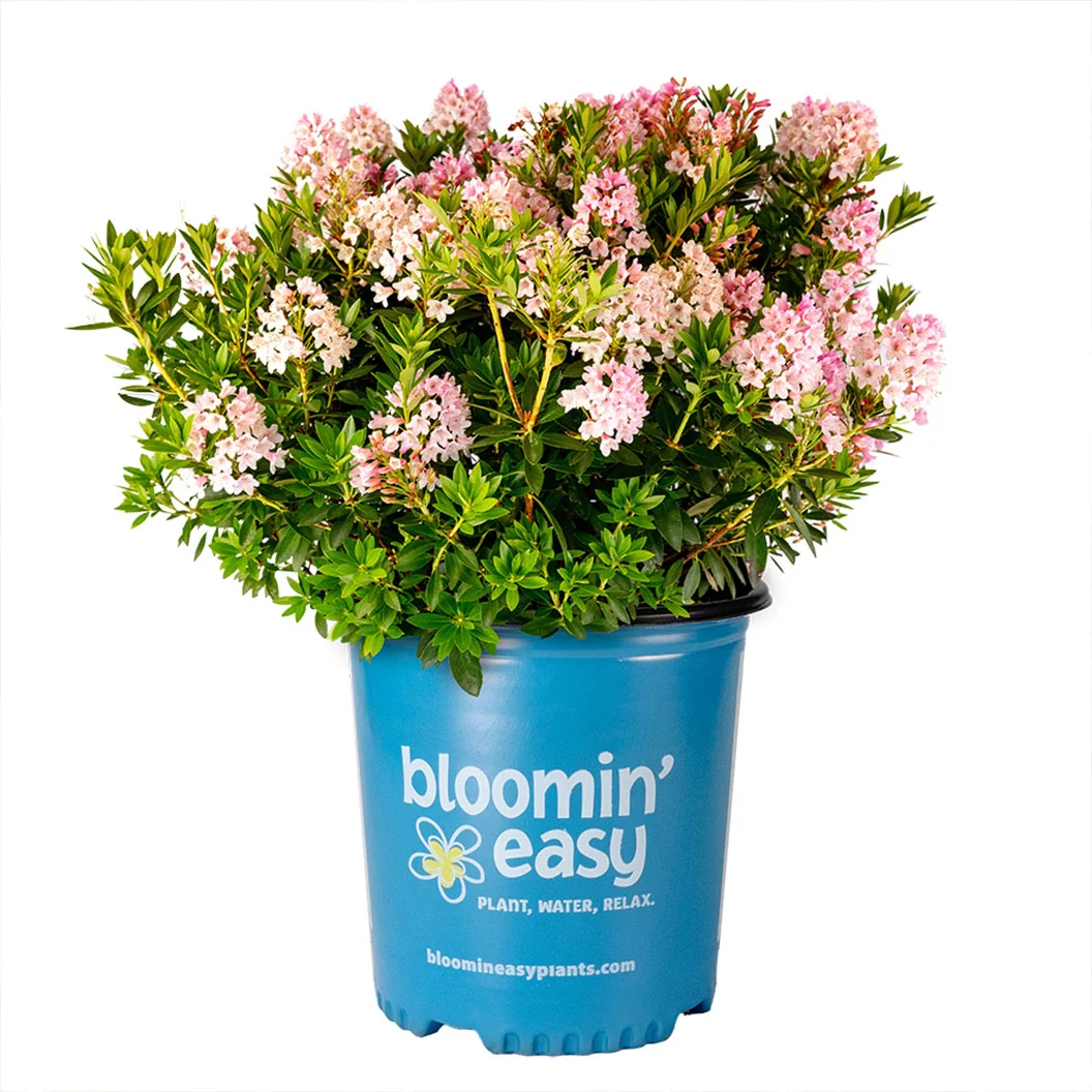 Bloomin’ Easy® Bloombux® Blush Rhododendron Bush 4 Bloomin’ Easy® Bloombux® Blush Rhododendron Bush