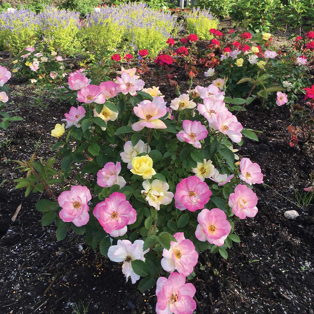 Bloomin’ Easy® Peach Lemonade® Rose Bush