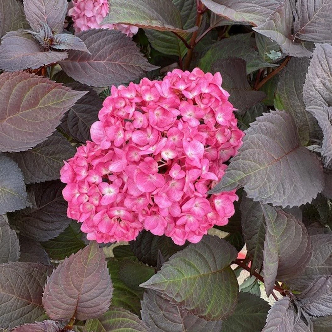 Garden District Midnight Rider™ Hydrangea Bush 1 Garden District Midnight Rider™ Hydrangea Bush