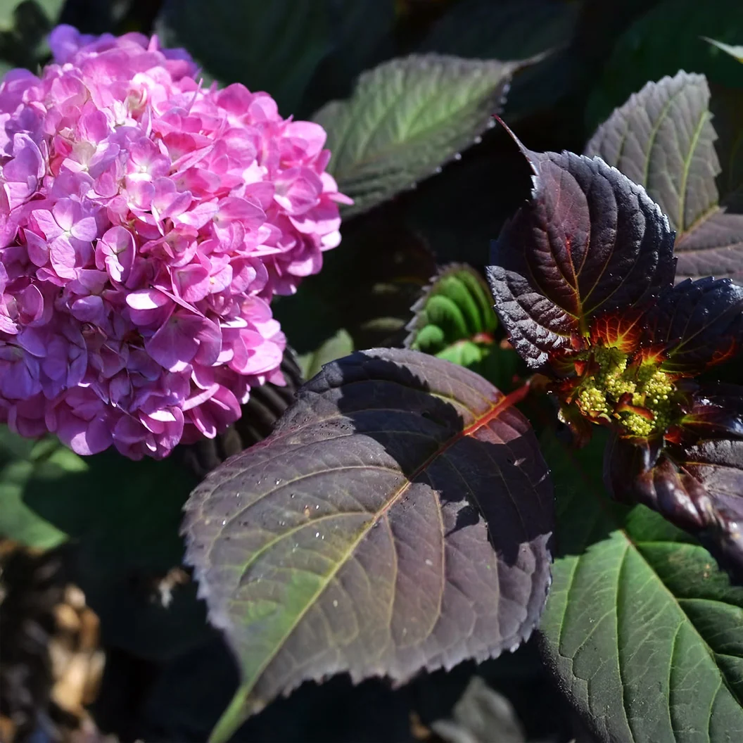 Garden District Midnight Rider™ Hydrangea Bush 3 Garden District Midnight Rider™ Hydrangea Bush