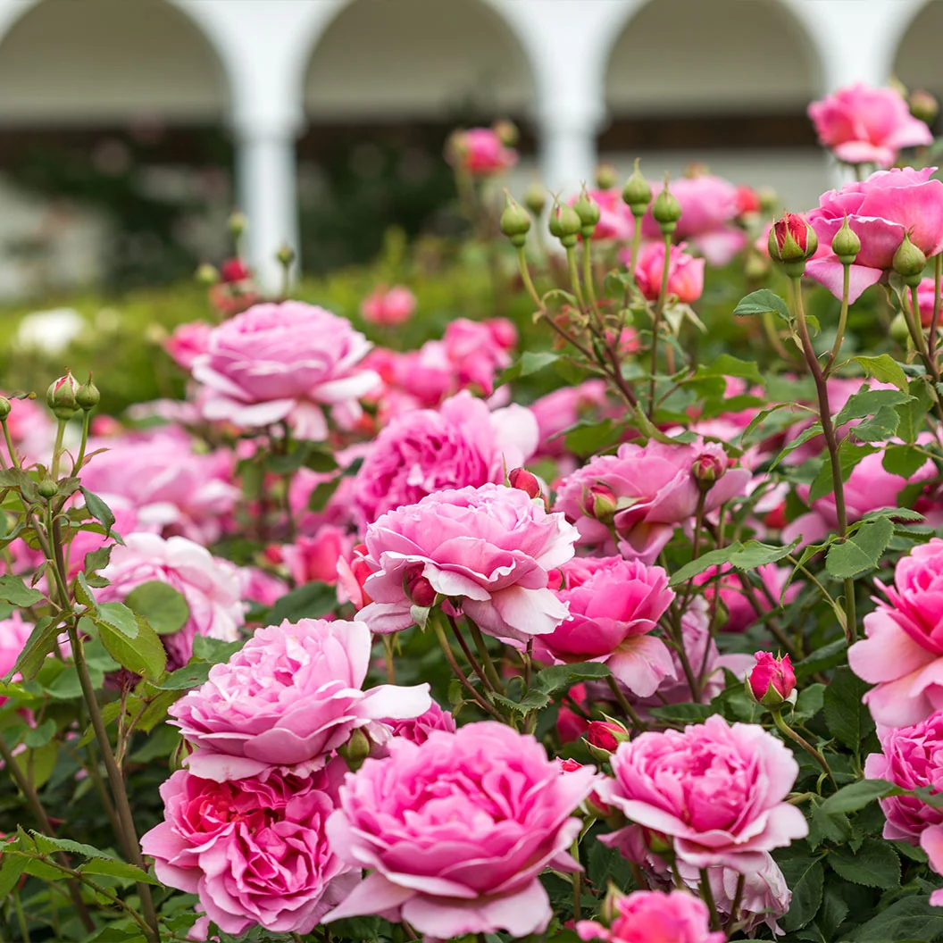 David Austin® Princess Alexandra of Kent™ Rose Bush