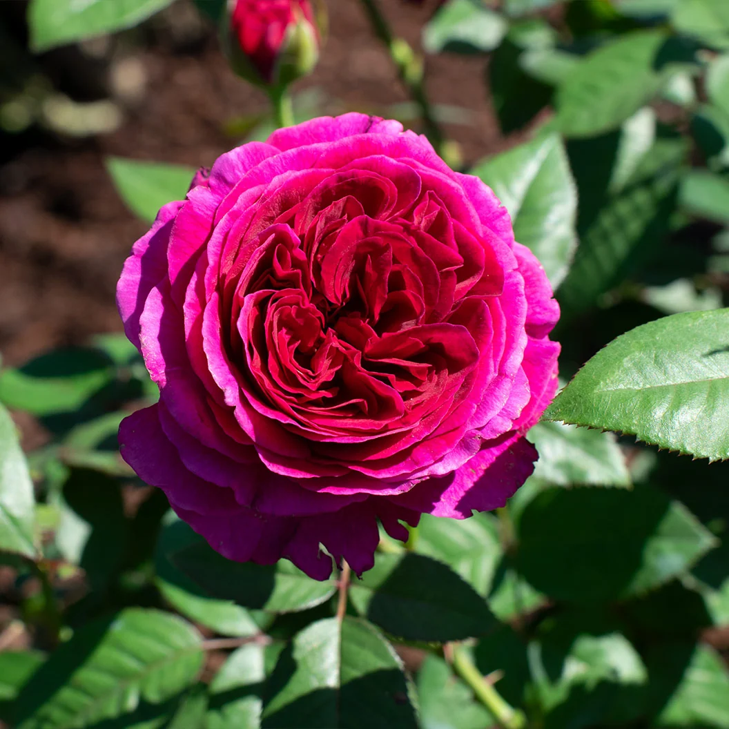 Roseberry Beret™ Rose Bush