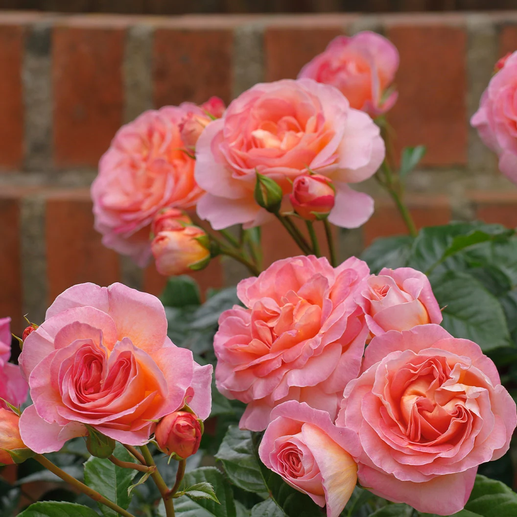 Shania Twain Rose Bush 2 Shania Twain Rose Bush
