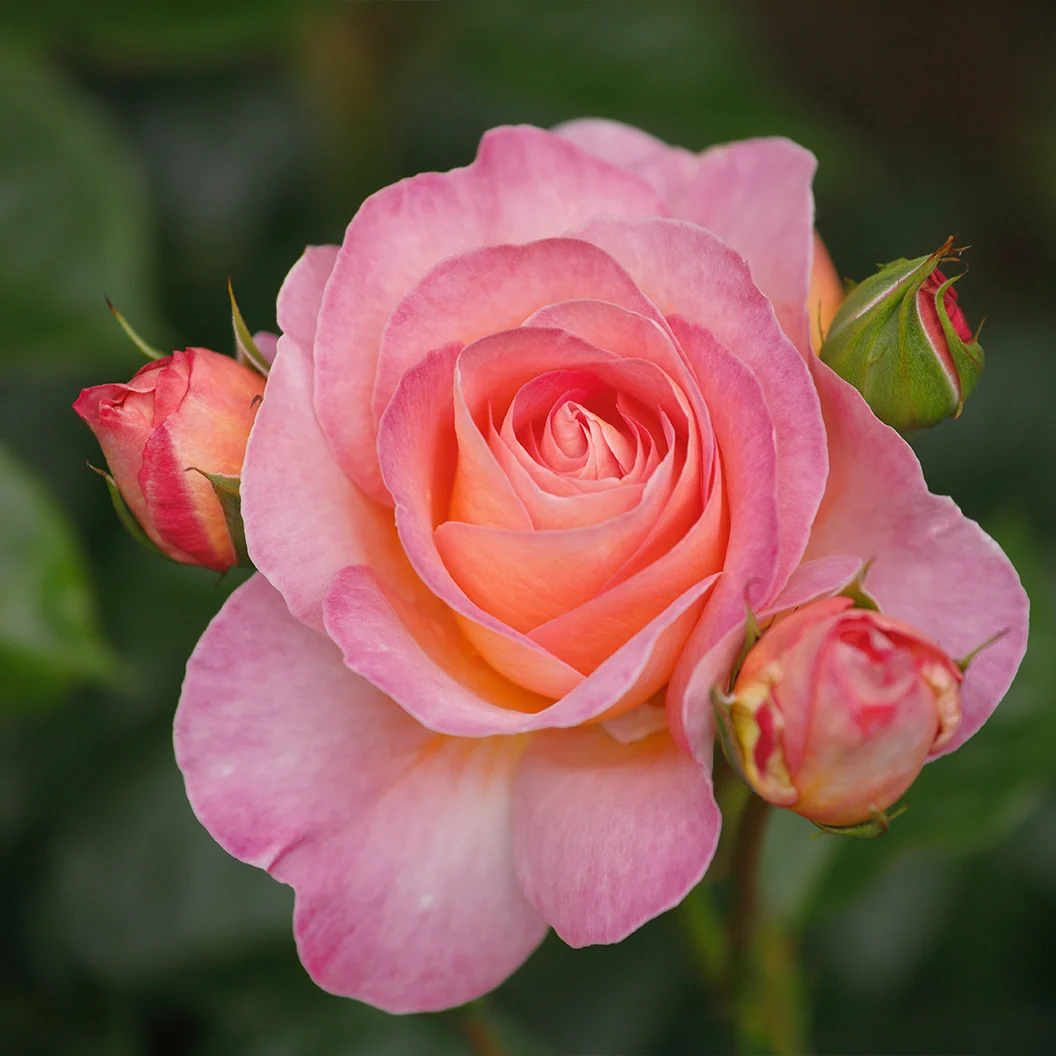 Shania Twain Rose Bush 3 Shania Twain Rose Bush