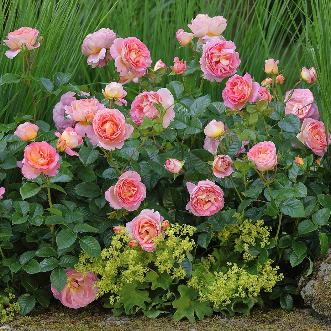 Shania Twain Rose Bush 4 Shania Twain Rose Bush
