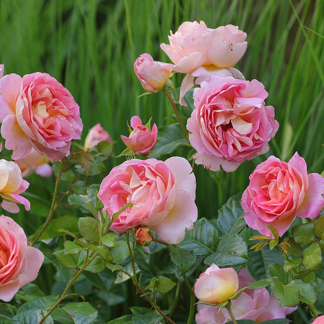 Shania Twain Rose Bush 5 Shania Twain Rose Bush