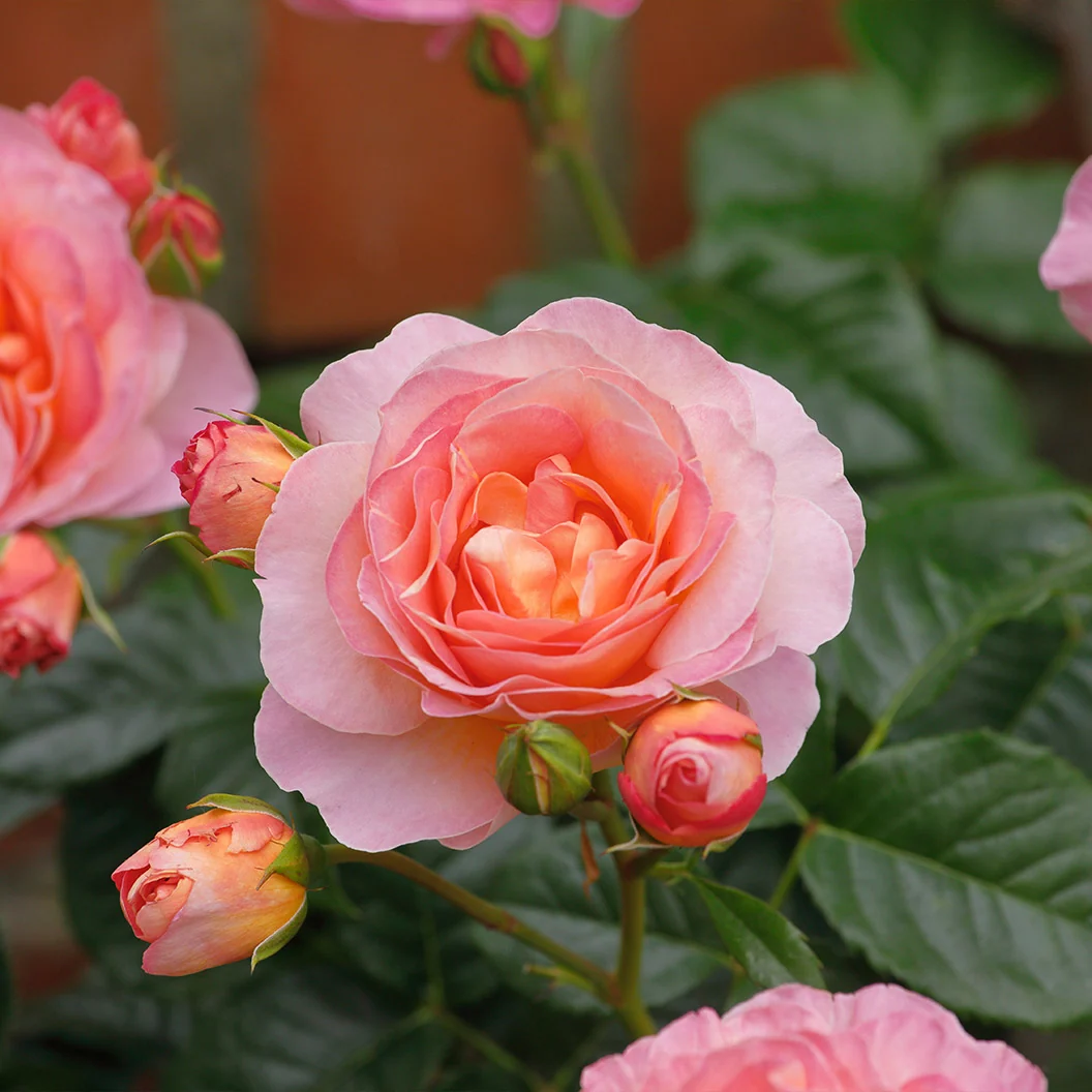 Shania Twain Rose Bush 6 Shania Twain Rose Bush