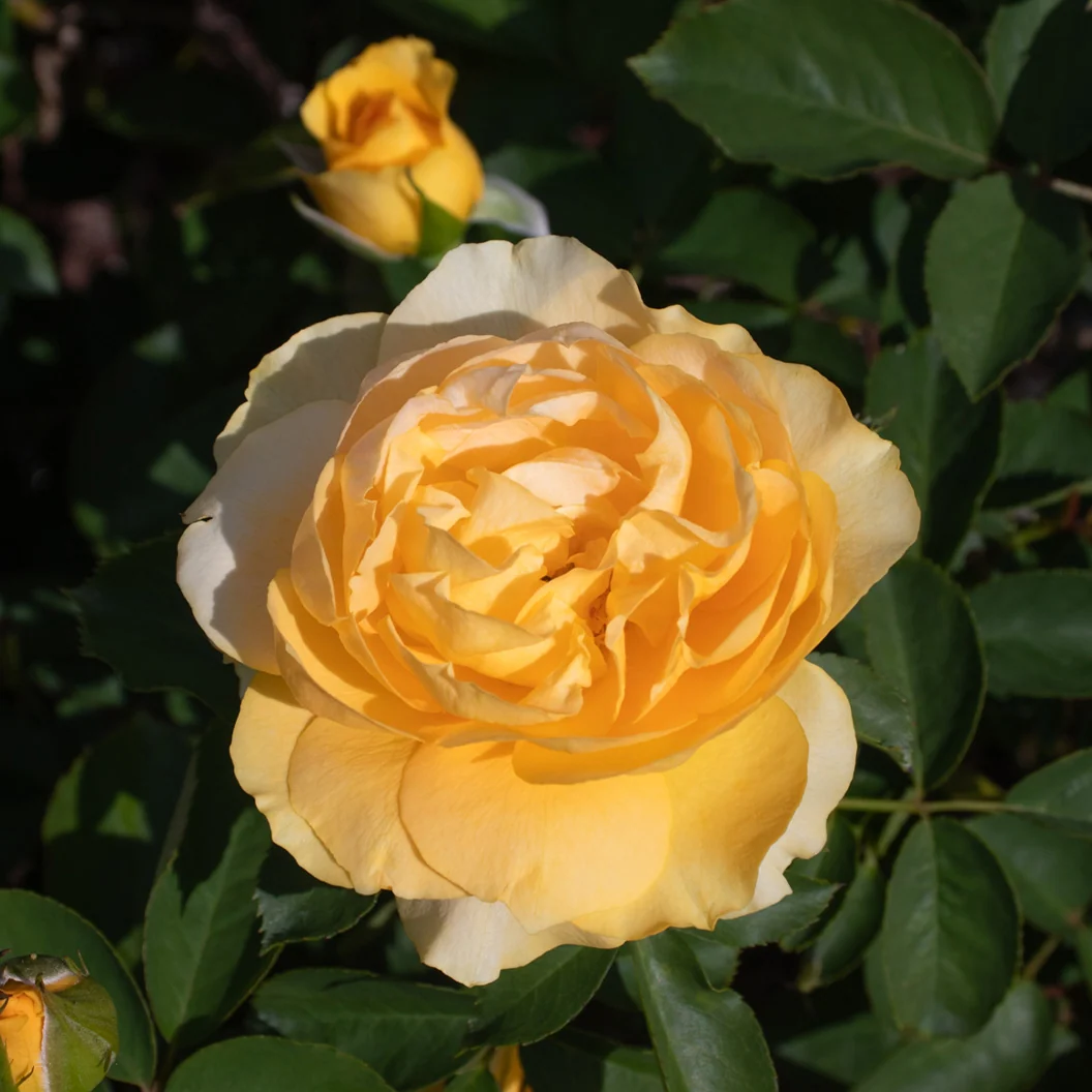 Surfer Girl™ Rose Bush