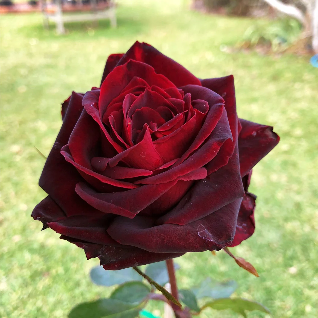 Brindabella Roses™ Crimson Knight™ Rose Bush 1 Brindabella Roses™ Crimson Knight™ Rose Bush