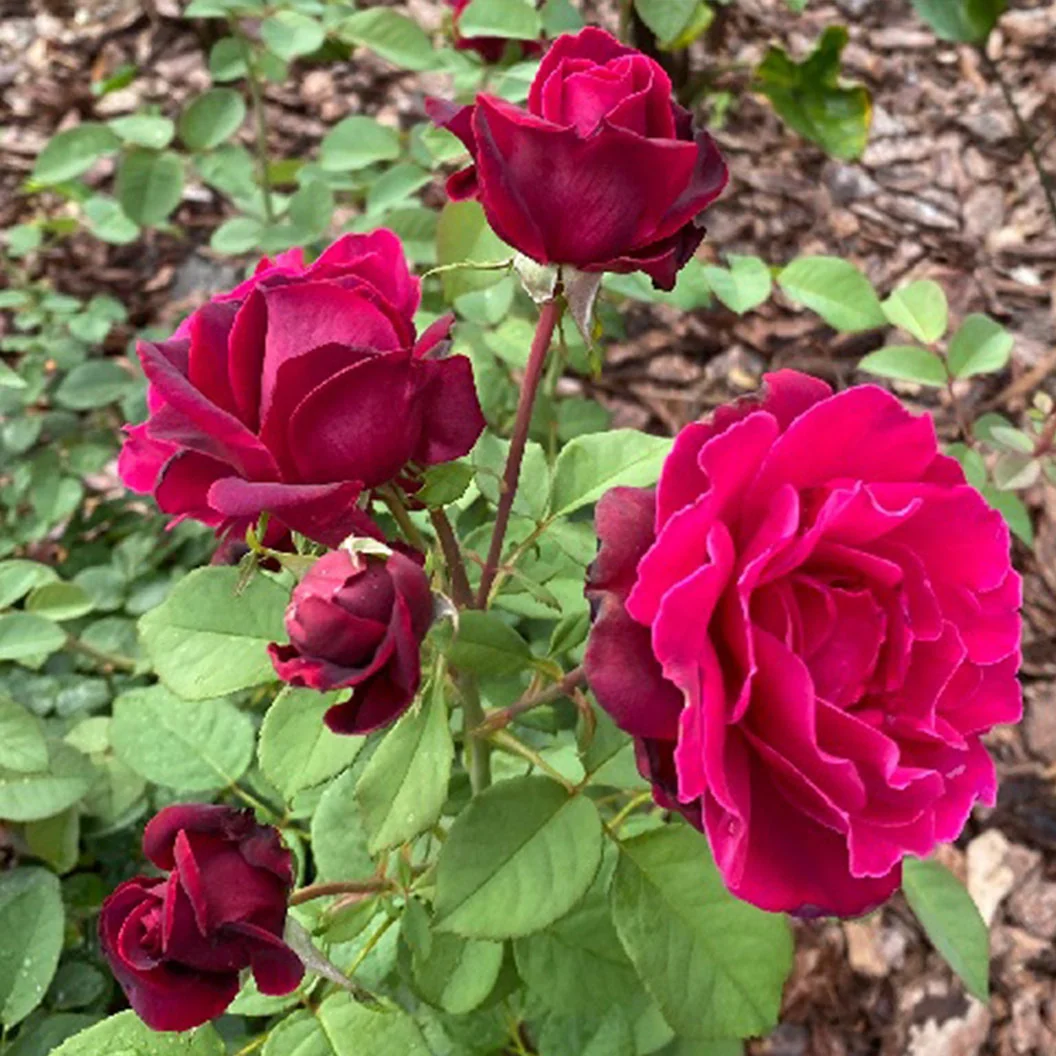 Brindabella Roses™ Crimson Knight™ Rose Bush 3 Brindabella Roses™ Crimson Knight™ Rose Bush