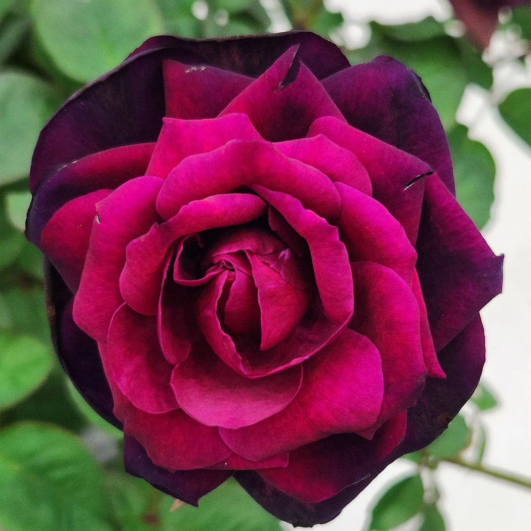 Brindabella Roses™ Crimson Knight™ Rose Bush 4 Brindabella Roses™ Crimson Knight™ Rose Bush