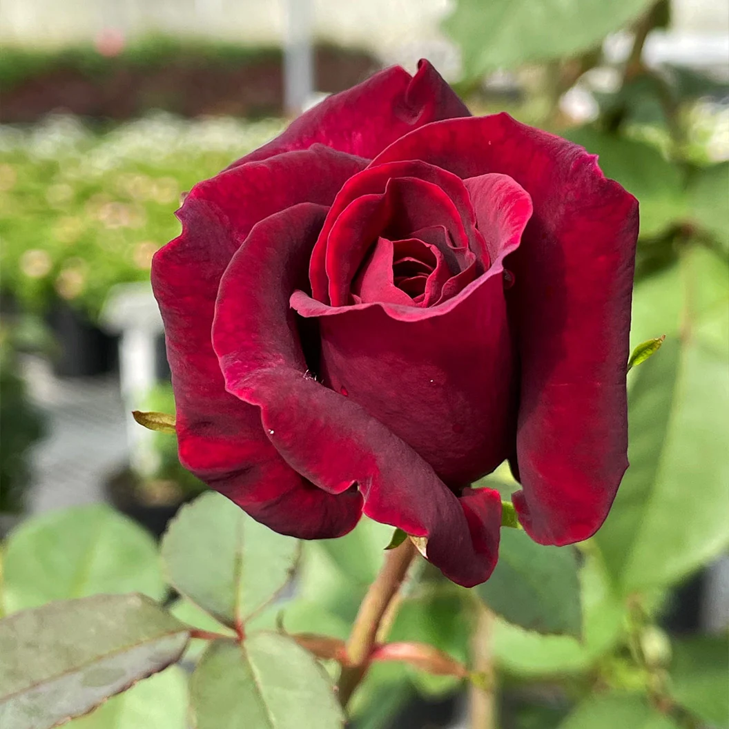 Brindabella Roses™ Crimson Knight™ Rose Bush 5 Brindabella Roses™ Crimson Knight™ Rose Bush