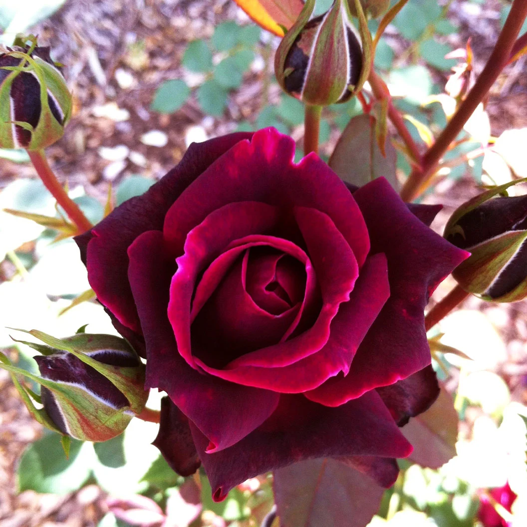 Brindabella Roses™ Crimson Knight™ Rose Bush 6 Brindabella Roses™ Crimson Knight™ Rose Bush