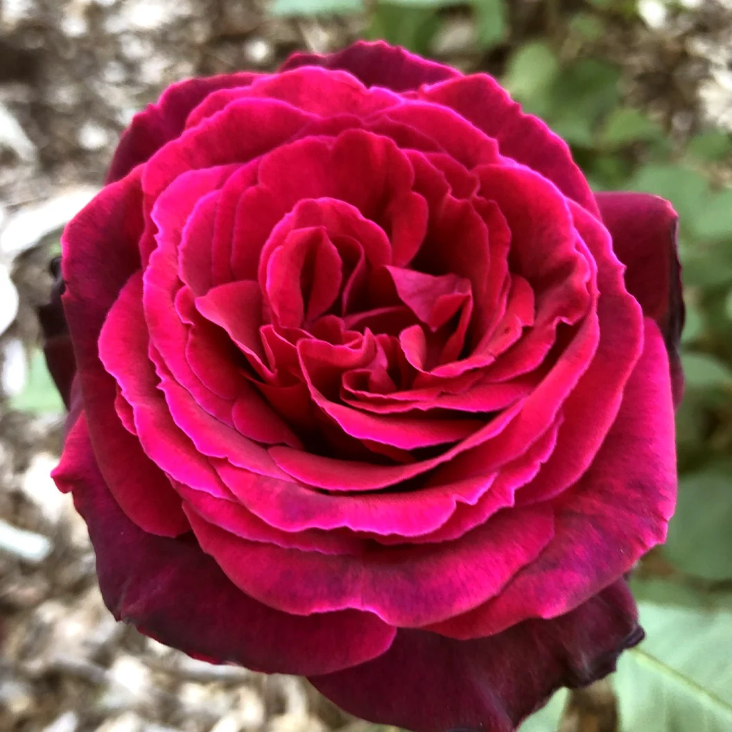 Brindabella Roses™ Crimson Knight™ Rose Bush 7 Brindabella Roses™ Crimson Knight™ Rose Bush