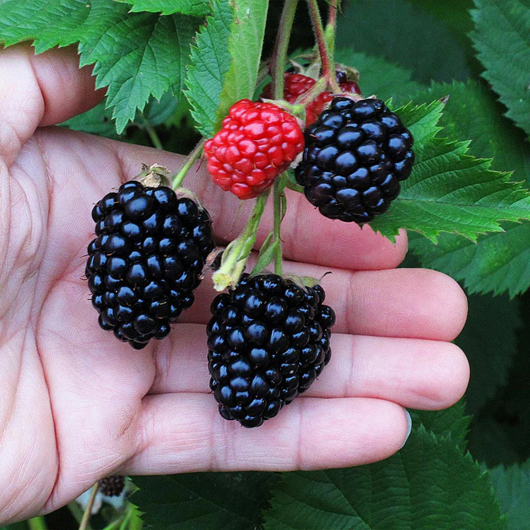 Triple Crown Blackberry Bush 2 Triple Crown Blackberry Bush