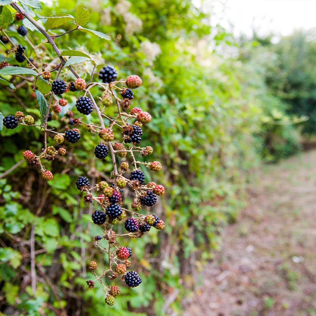 Triple Crown Blackberry Bush 3 Triple Crown Blackberry Bush