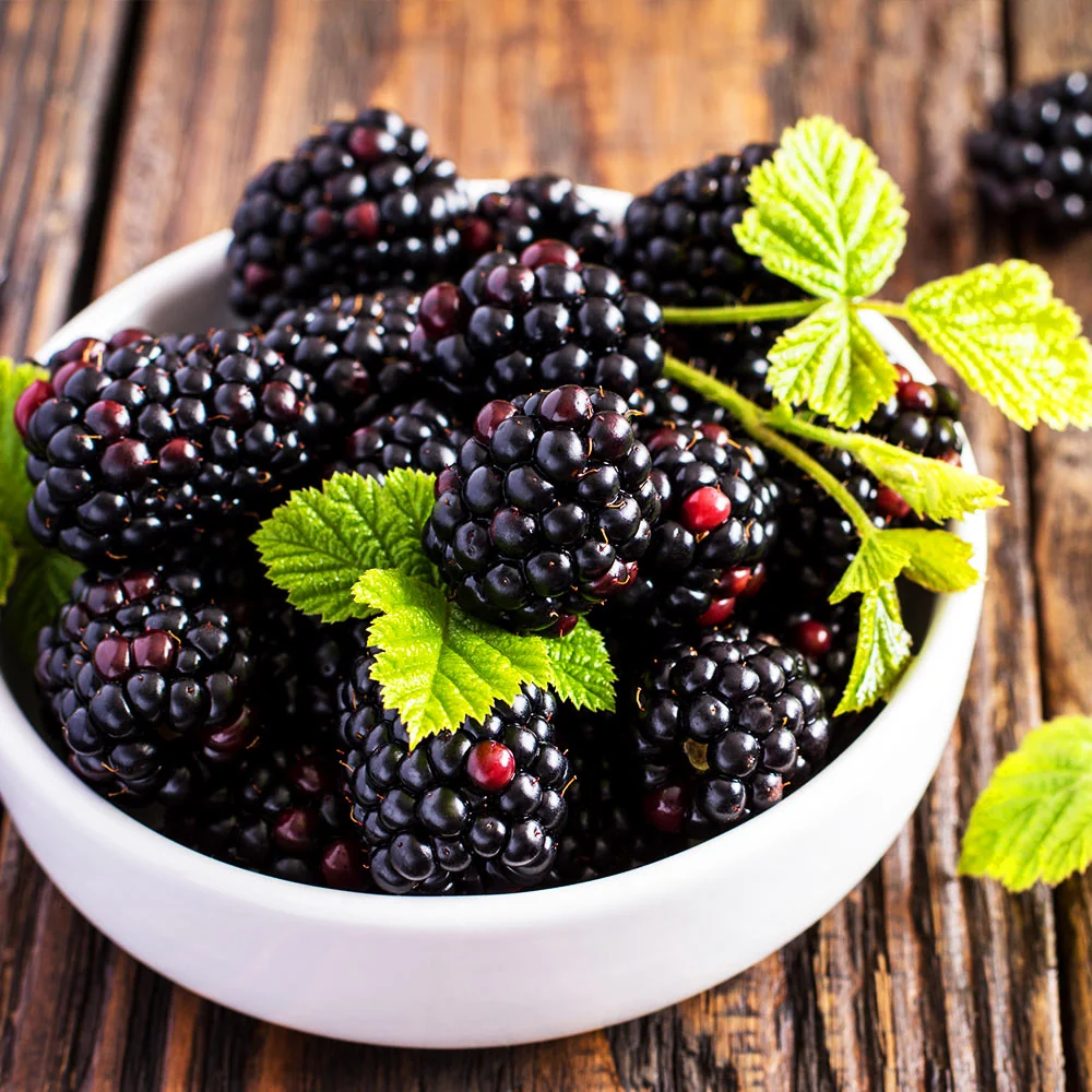 Triple Crown Blackberry Bush 4 Triple Crown Blackberry Bush