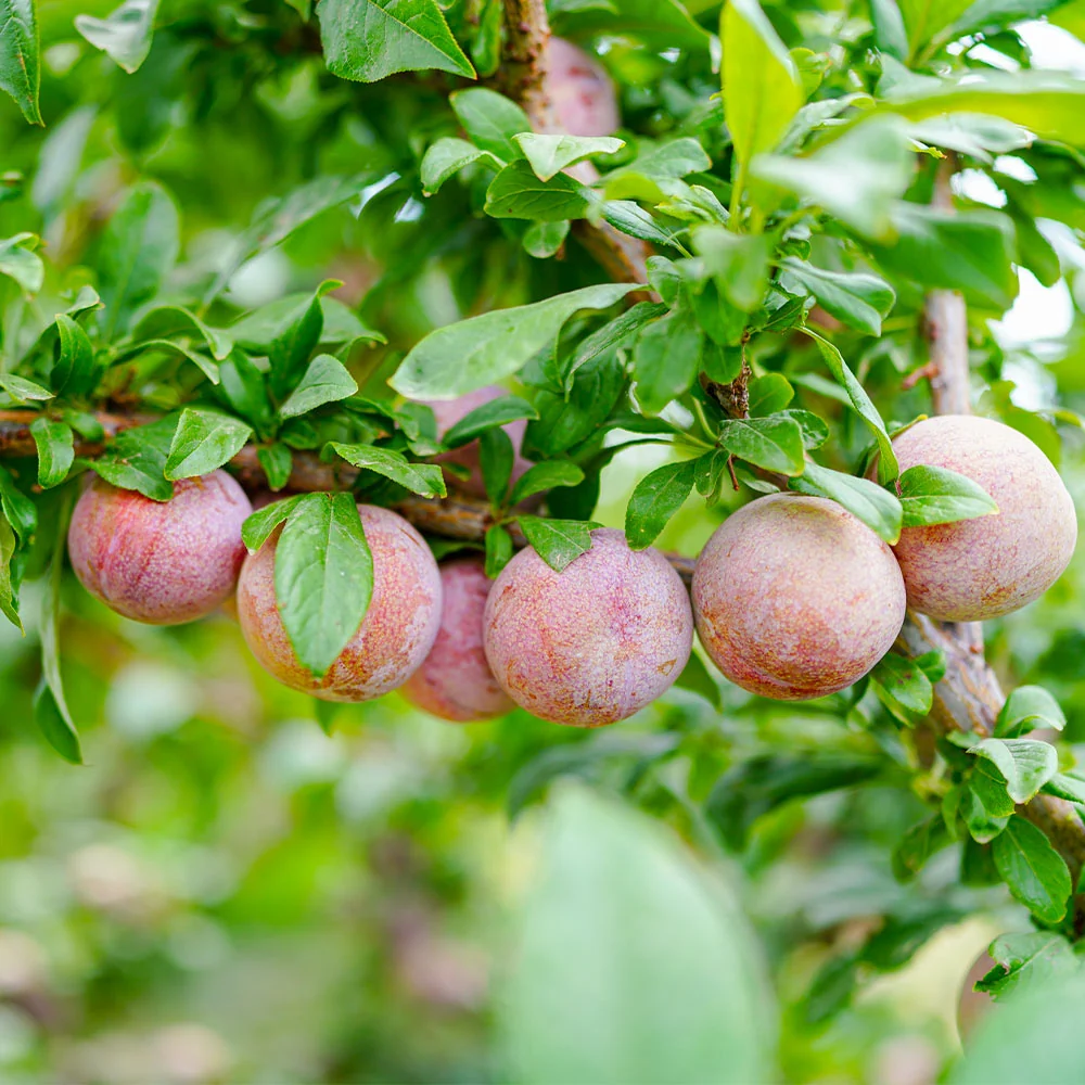 Flavor King® Pluot Tree 2 Flavor King® Pluot Tree