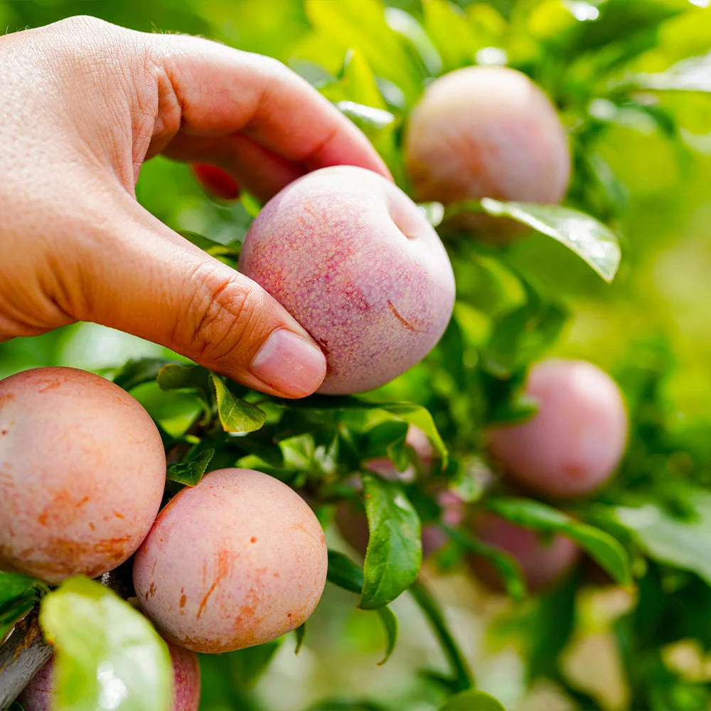 Flavor King® Pluot Tree 3 Flavor King® Pluot Tree