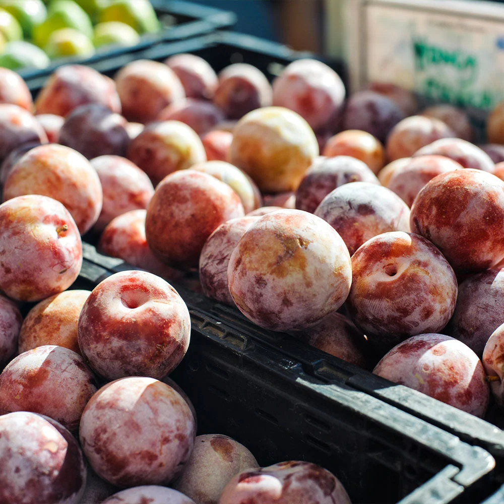 Flavor King® Pluot Tree 4 Flavor King® Pluot Tree