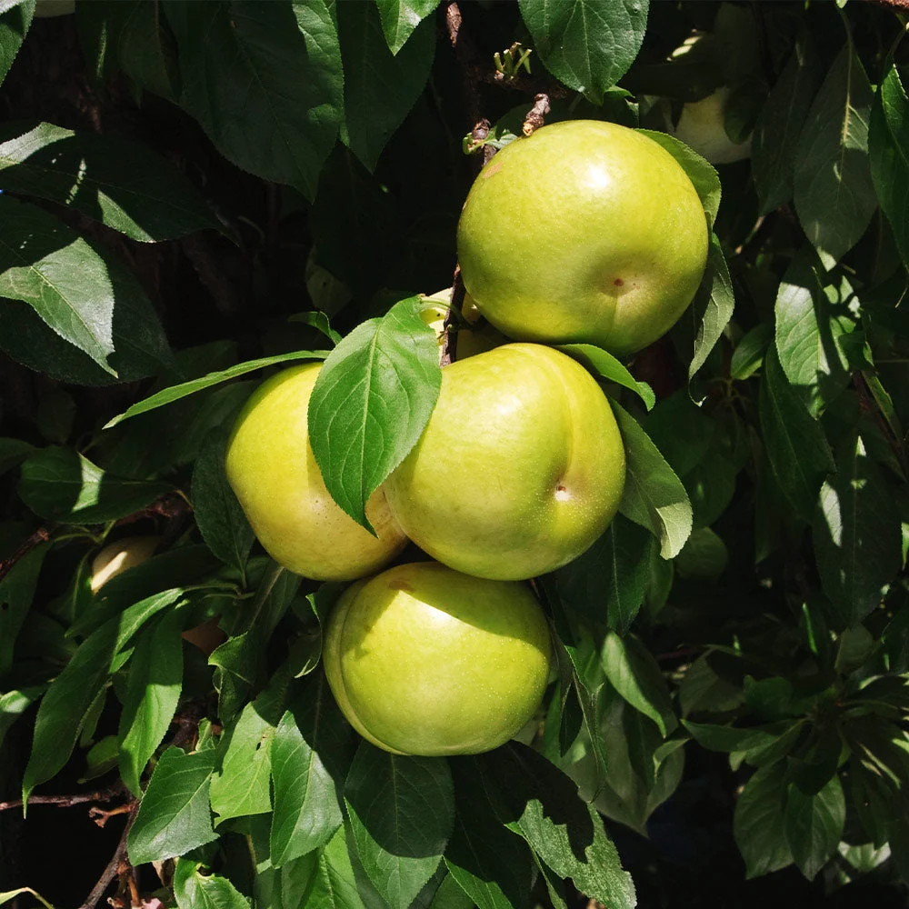 Flavor Queen Pluot® Tree Tree 5 Flavor Queen Pluot® Tree Tree