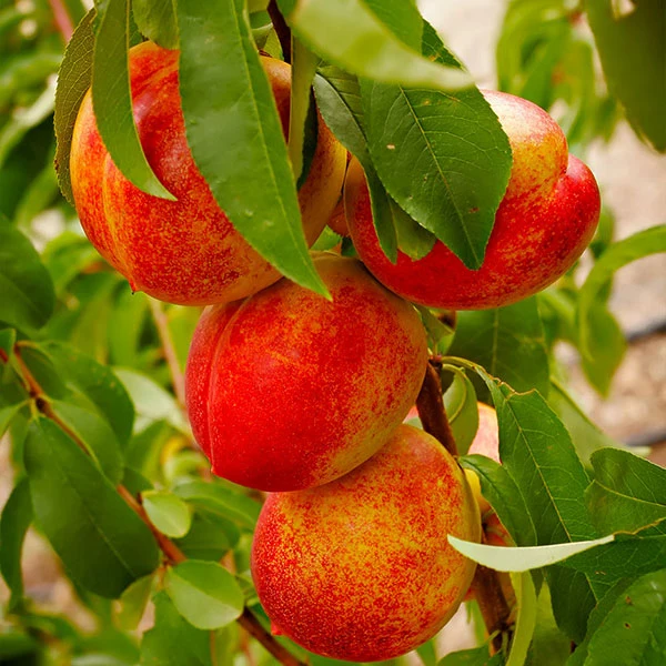 Harko Nectarine Tree 1 Harko Nectarine Tree