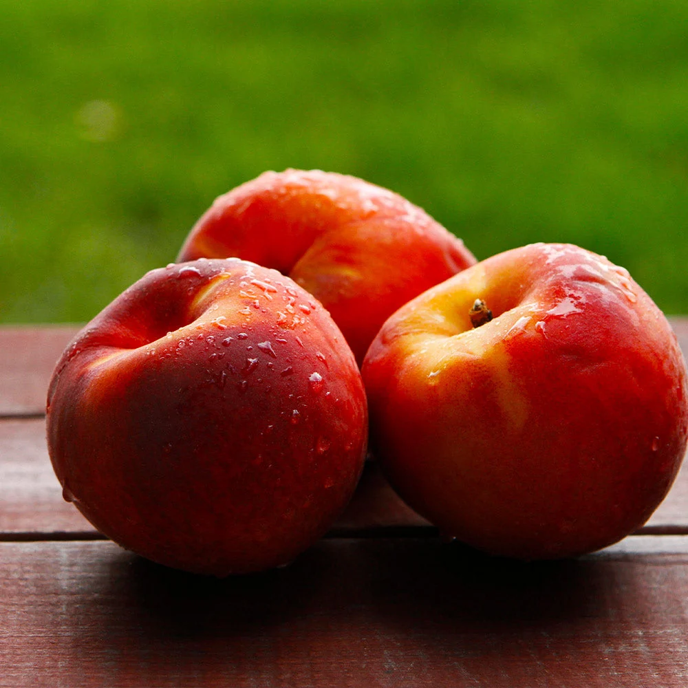 Harko Nectarine Tree 3 Harko Nectarine Tree