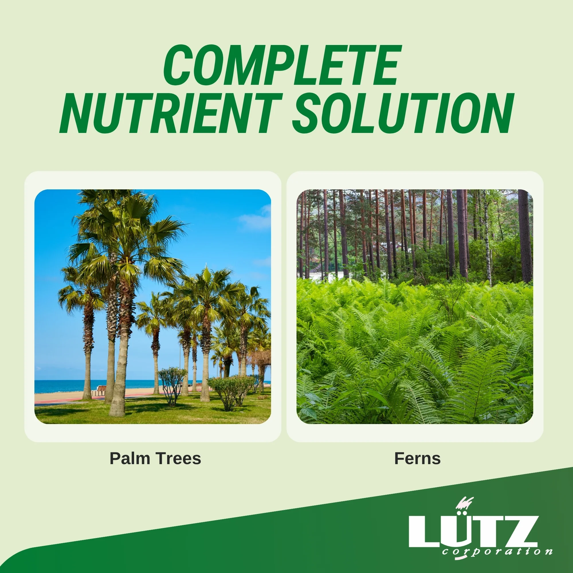 Lutz Palm Tree Fertilizer Spikes 8 Lutz Palm Tree Fertilizer Spikes