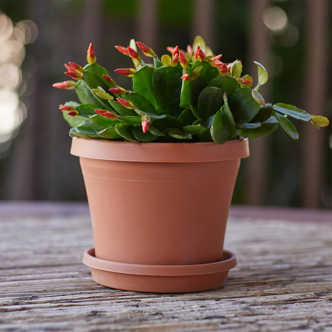 Bloem Terra Planter in Terra Cotta 6 Bloem Terra Planter in Terra Cotta