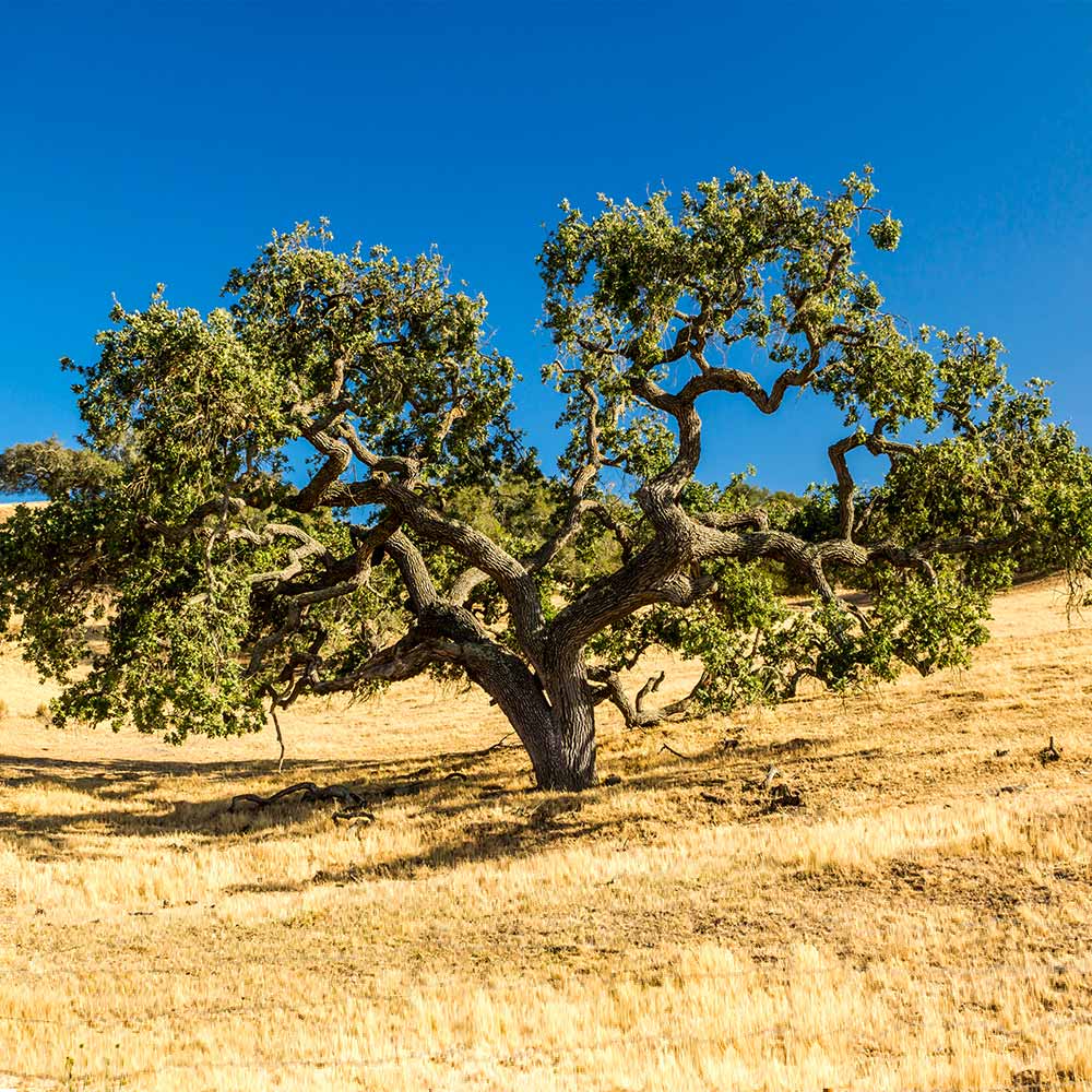 West Coast Live Oak Tree 2 West Coast Live Oak Tree
