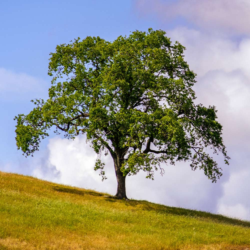 West Coast Live Oak Tree 3 West Coast Live Oak Tree