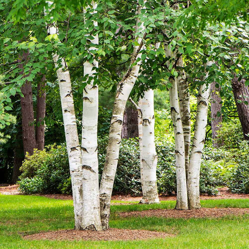 Paper Birch Tree 1 Paper Birch Tree